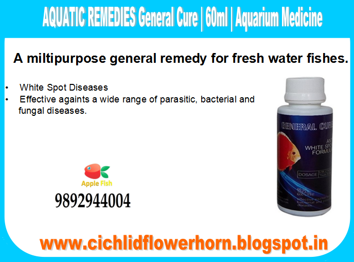 Flower Horn Diseases & Treatment