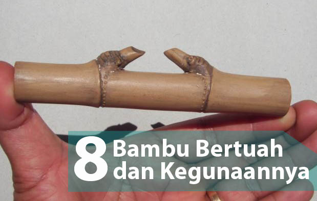 Sebagian masyarakat pinggiran Jawa meyakini bahwa ada beberapa jenis bambu yang bisa membe Pring Patil Lele dan 8 Bambu Bertuah beserta Kegunaannya