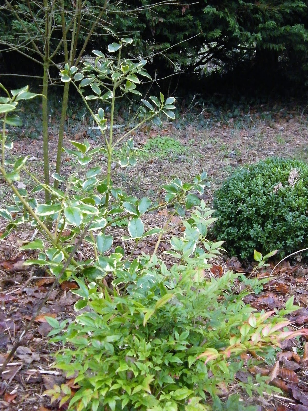 Au Gre Du Jardin L Embarras Du Choix Parmi Les Choisyas