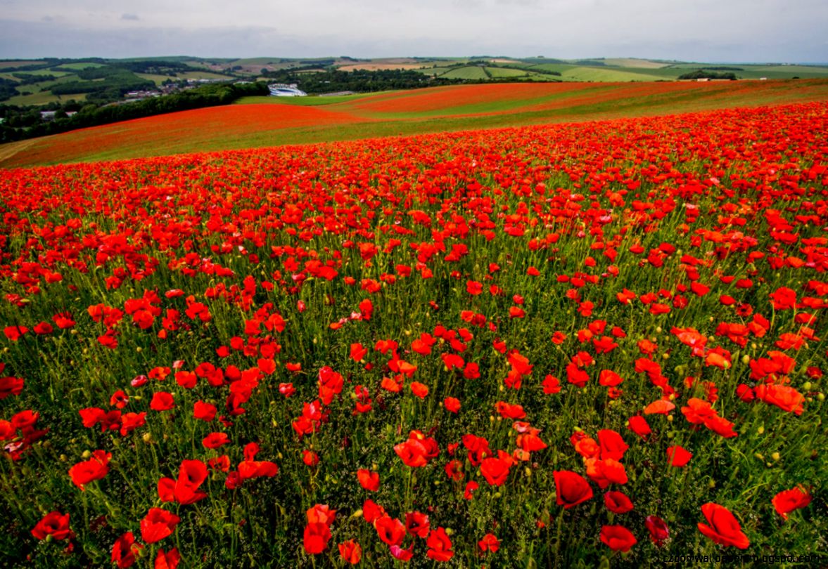 Images Of Poppy Fields Zoom Wallpapers
