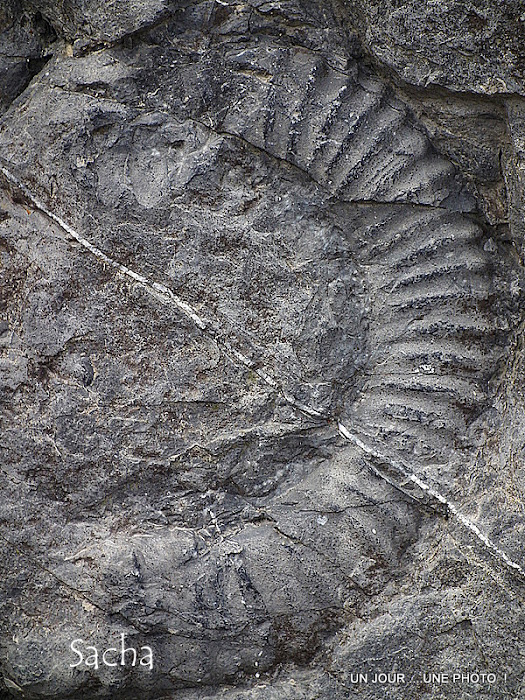 un-jour-une-photo-la-dalle-aux-ammonites-route-de-barles