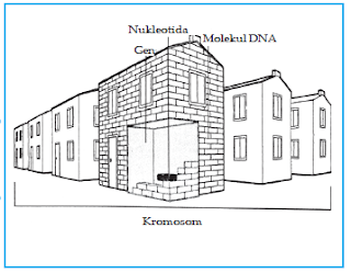 Bangunan yang diibaratkan kromosom, DNA, gen, dan nukleotida.