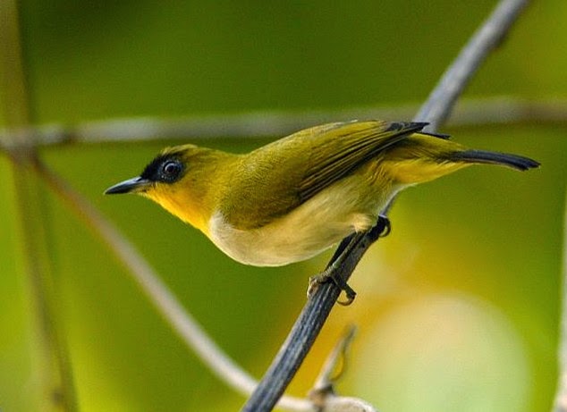  Gambar dan Jenis Jenis Burung Pleci Kacamata di Indonesia 