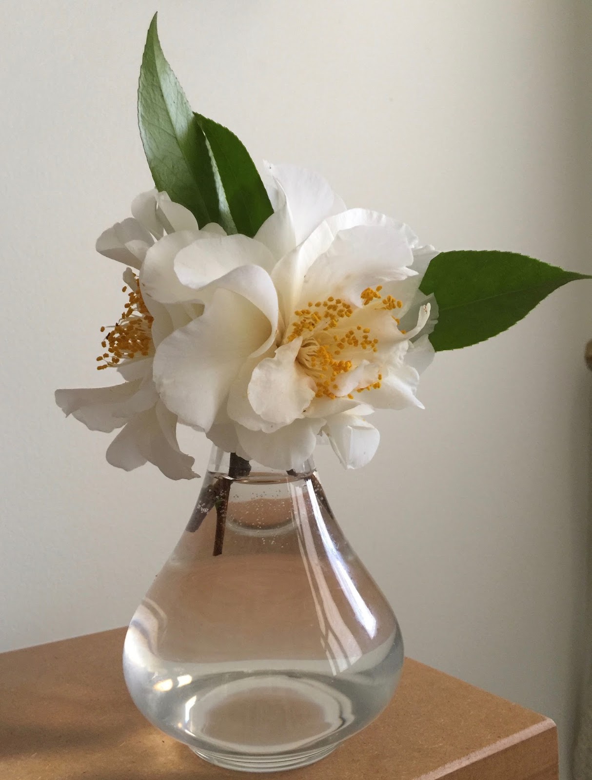 MARIETTE'S BACK TO BASICS Our Camellia Sinensis Tea Plant in a Vase