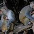 Monos pisones pueden transmitir virus letal a los humanos