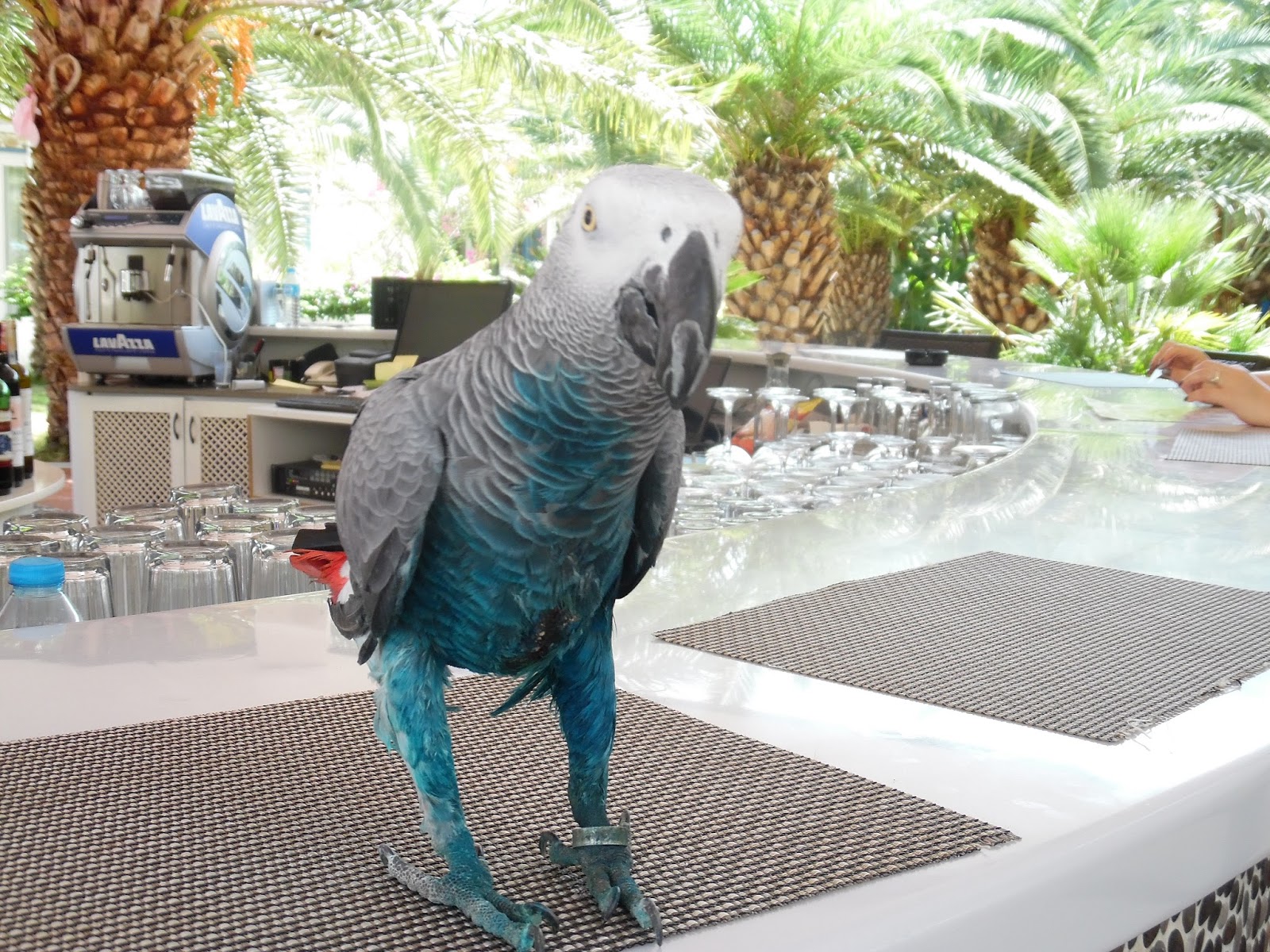 Margarets Designer Cards Hotel Flamingo, Olu Deniz.......... Parrots