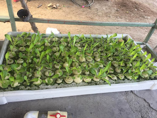 proyecto sustentable: Proyecto sustentable: Cultivo de hidroponia