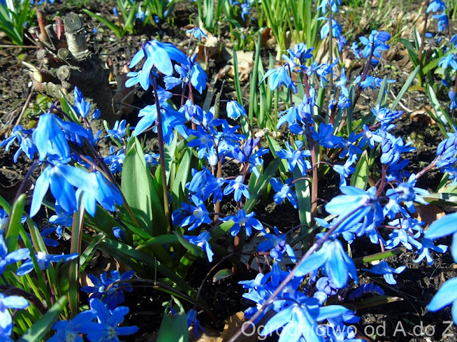 Cebulica syberyjska Scilla siberica