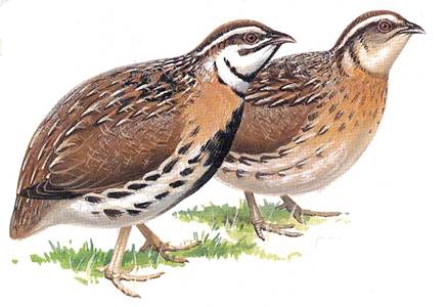 I Am A Pilgrim: What Can We Learn From Quails?