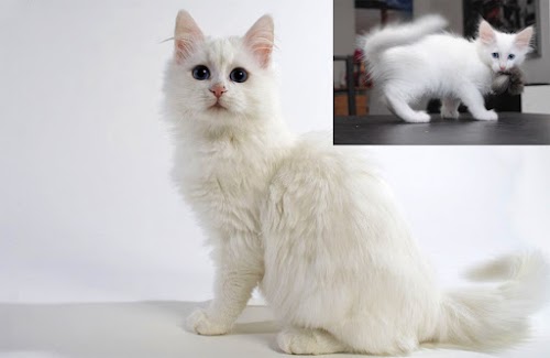 3 Ways to Identify a Turkish Angora Cat/Kitten 3 Ways to Identify a Turkish Angora Cat/Kitten