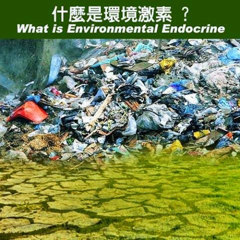 What is Environmental Endocrine 什麼是環境激素 ?