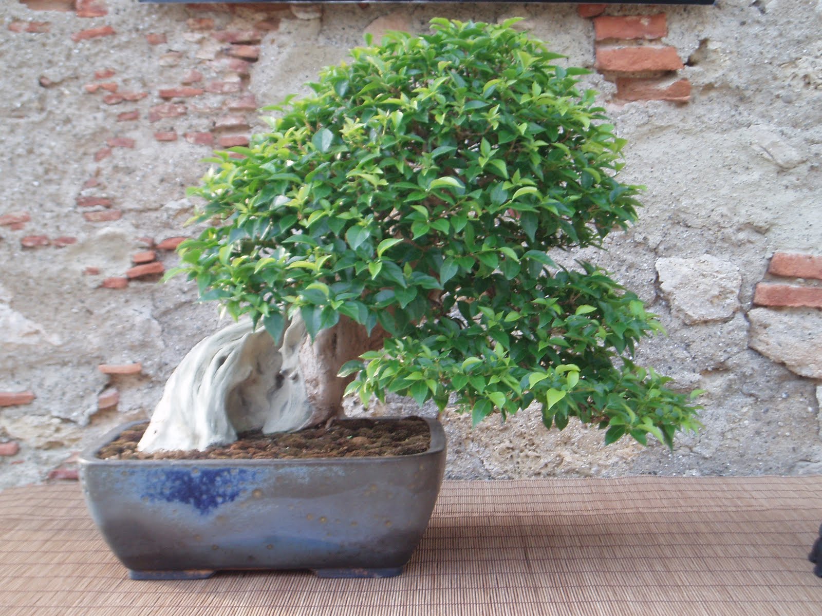 BONSAI RELAX L'alto livello del bonsaismo in Sicilia
