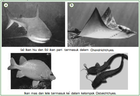 Klasifikasi Jenis Vertebrata  dan Contoh Hewan  Vertebrata 