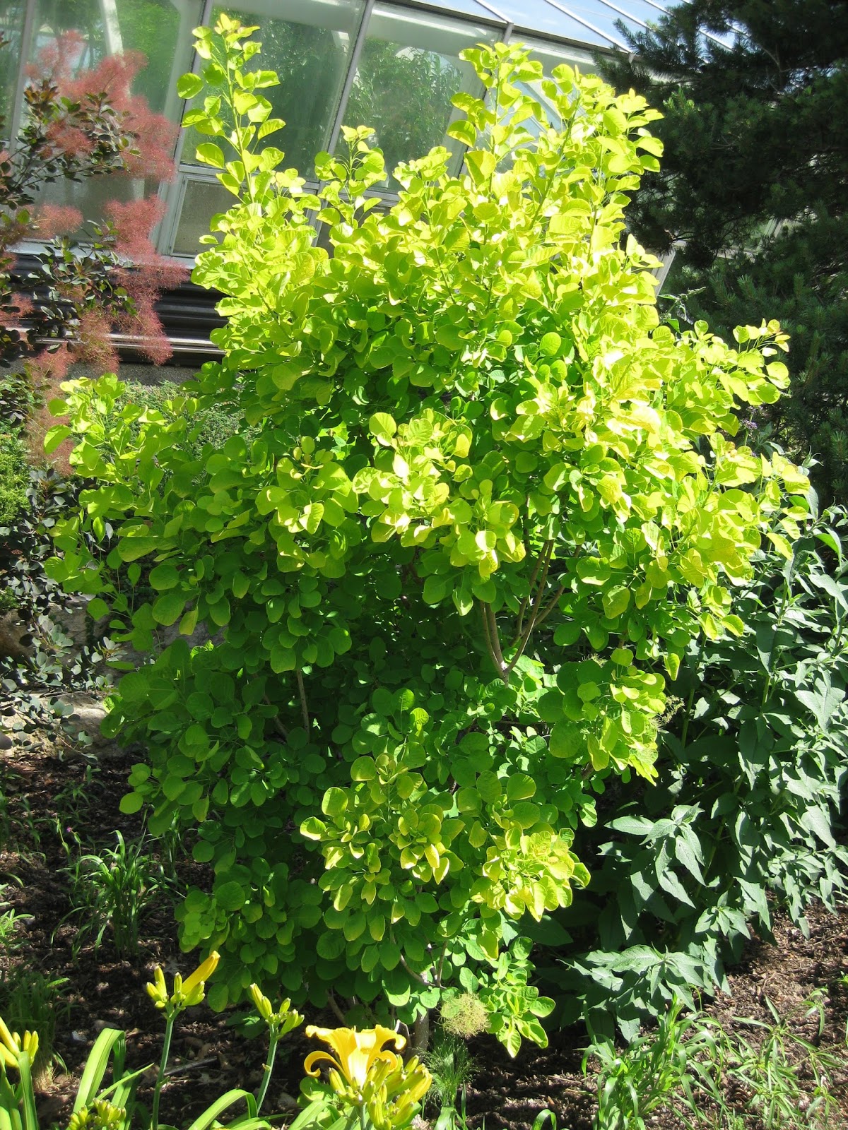 The 10 Best Early Spring Bloomers To Plant This Fall