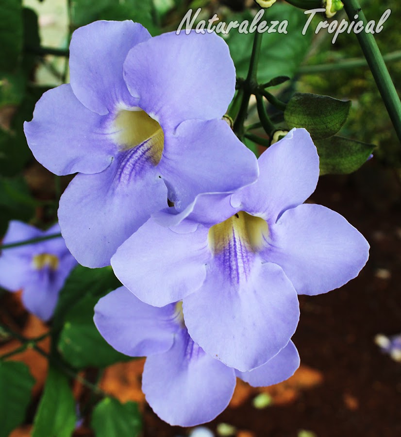 Flores de la bella trepadora conocida como Trompeta Azul, Thunbergia grandiflora