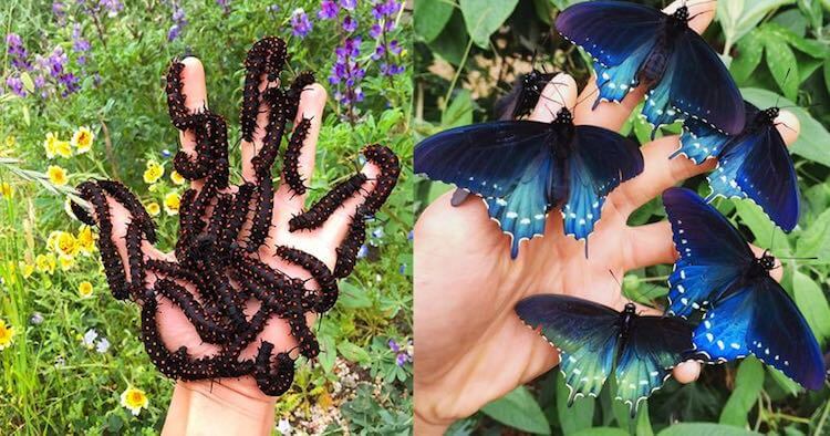 Guy In San Francisco Repopulated Endangered Butterfly Species In His Backyard