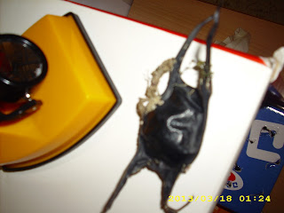 Infantil Gloria: LA PRIMAVERA Y LOS ANIMALES