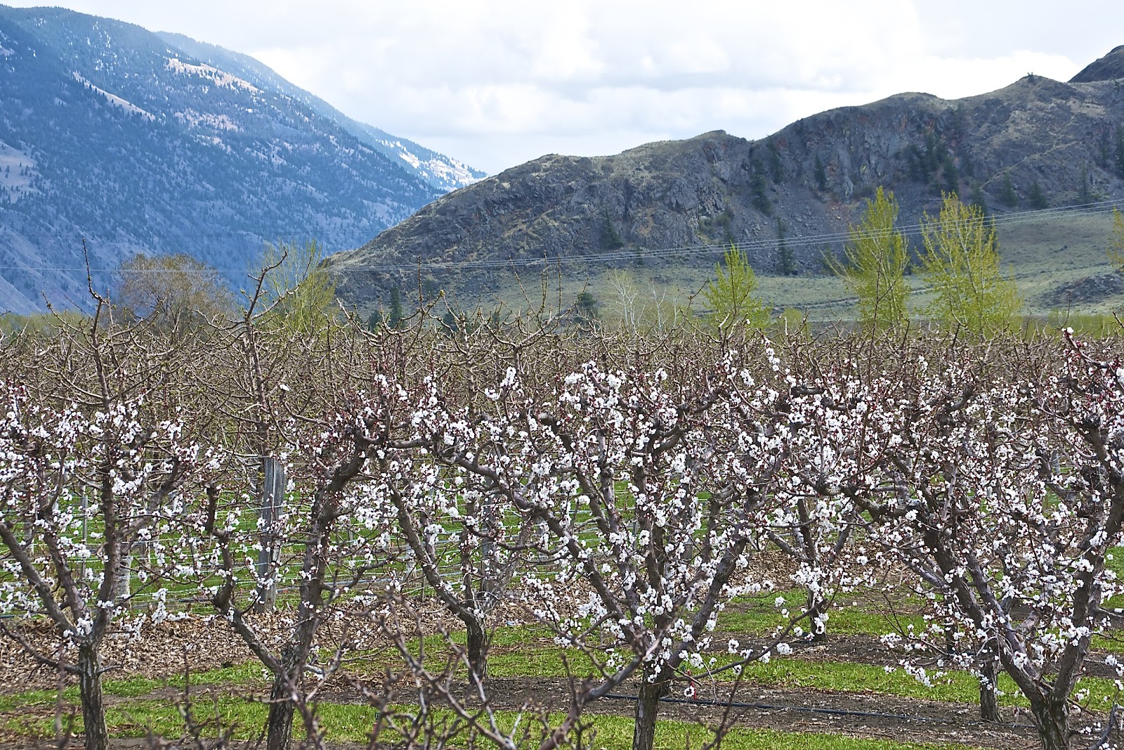 PENTICTON COMMENTARY Cherry Blossom Time