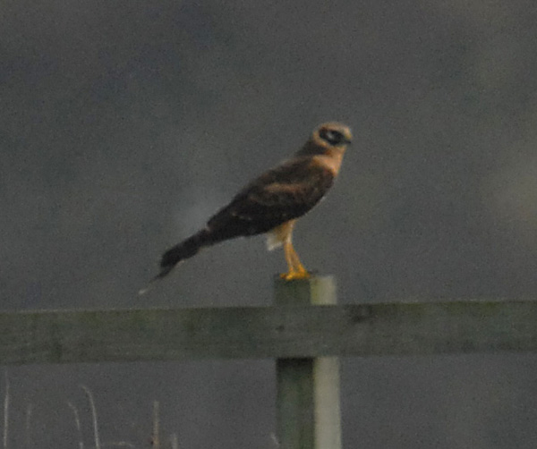 A Wirral birders blog Pallid Harrier on the Dee estuary potentially a 1st for Cheshire. A Wirral birders blog Pallid Harrier on the Dee estuary potentially a 1st for Cheshire.