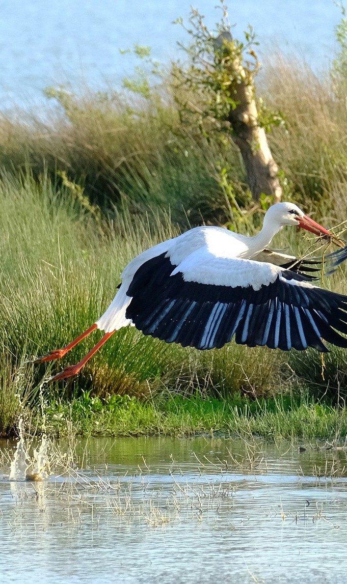 A stork takes off. A stork takes off.
