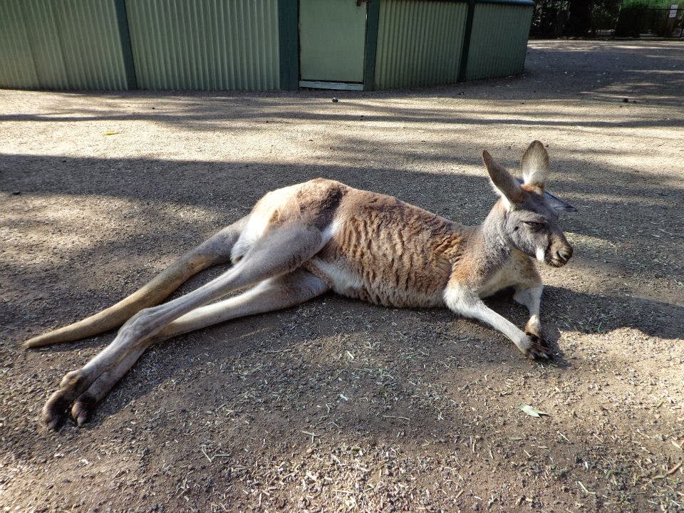 In the Land Down Under Kangaroo Jack oder Skippy das Buschkänguru?!