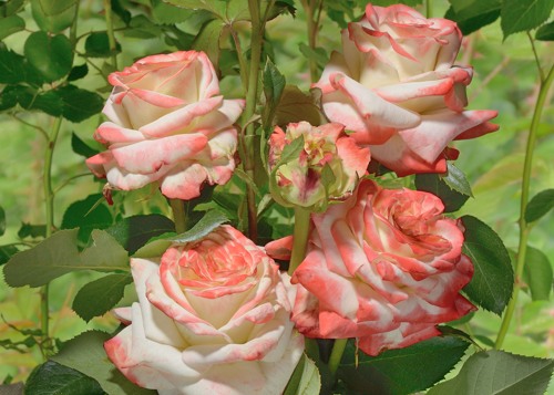  Imperatrice Farah rose сорт розы фото  