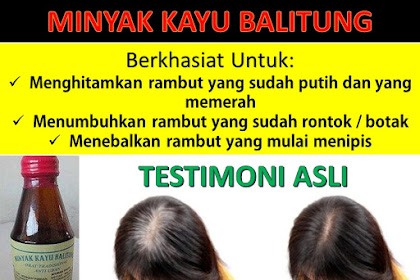 Agen Minyak Penghilang Uban Kayu Balitung Asli Kalimantan