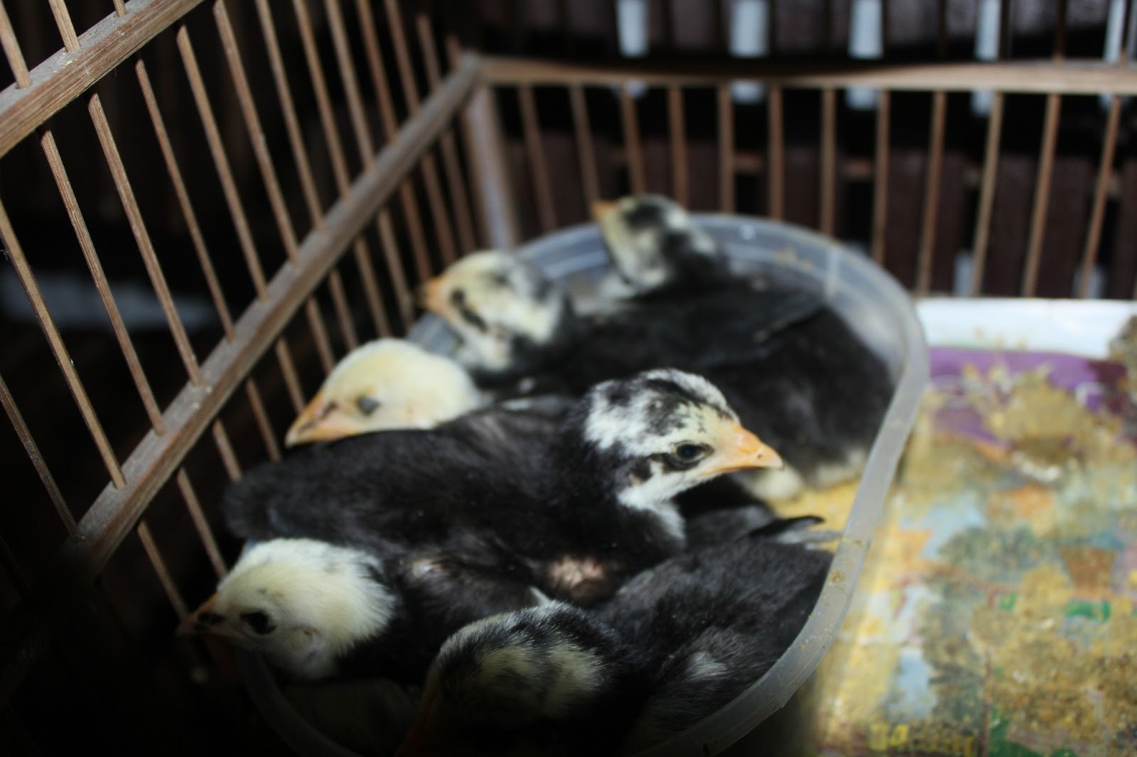 Hobi Ayam Tangkas: kiat mengetahui jenis kelamin anak ayam umur 1 - 2 hari