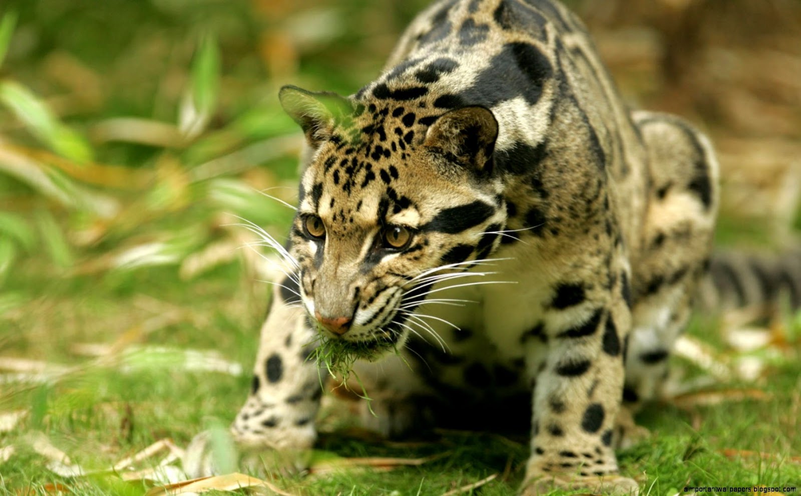 Clouded Leopard Animals