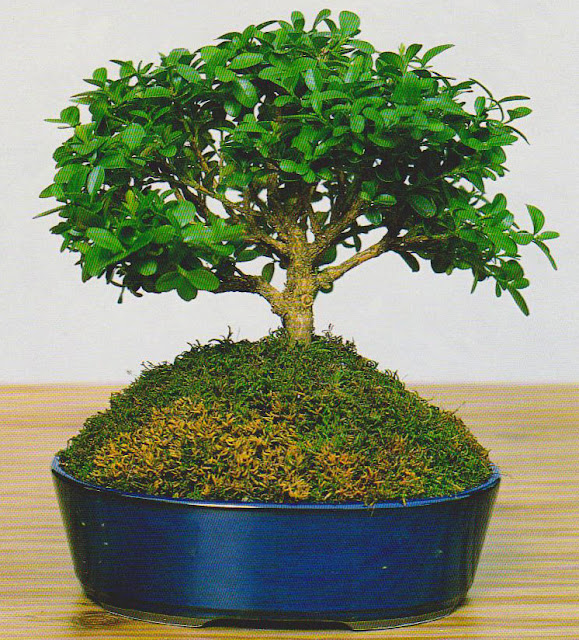  Compact Small-leaved Boxwood bonsai
