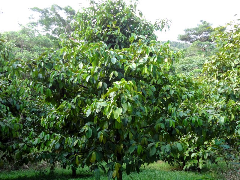 Australia's Exotic Fruit Farm 1 Permaculture