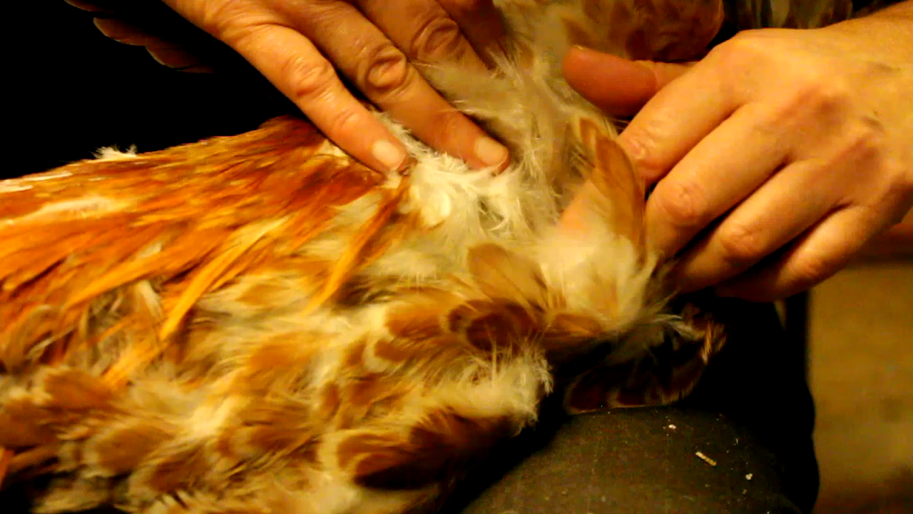 Lice Menacanthus stramineus Treatment with essential oils