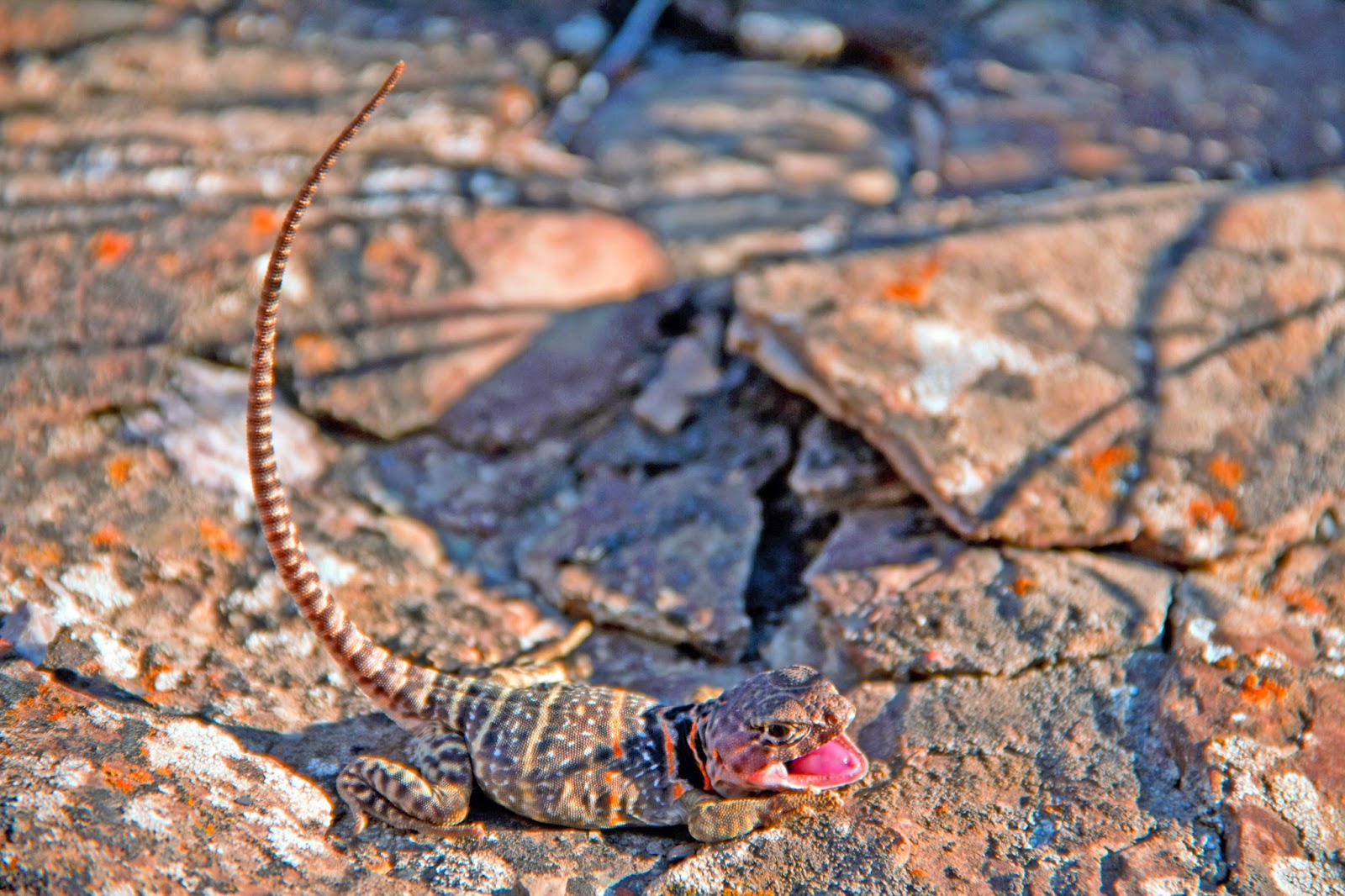 The Kansas Outback Native Dragon