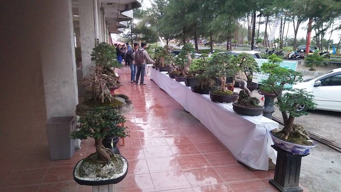 PERSIAPAN BONSAI UNTUK IKUT KONTES