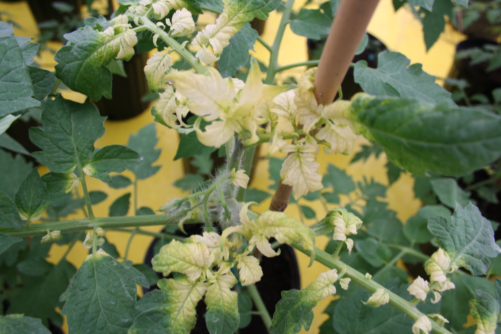 NCSU PDIC Herbicide Injury to Tomatoes
