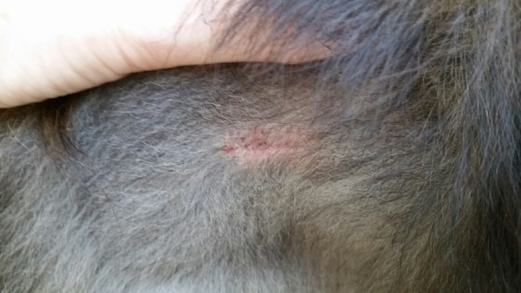 Dogs with chris7 Sky's Staples Are Removed
