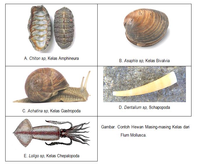 29+ Contoh-contoh Hewan Mollusca, Gambar Kekinian
