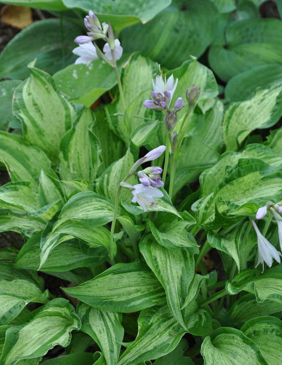 Three Dogs in a Garden Perfect Partners for Hosta inspired by the