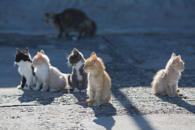 The May Spay Challenge aims to reduce numbers of homeless kittens and help solve cat overpopulation.