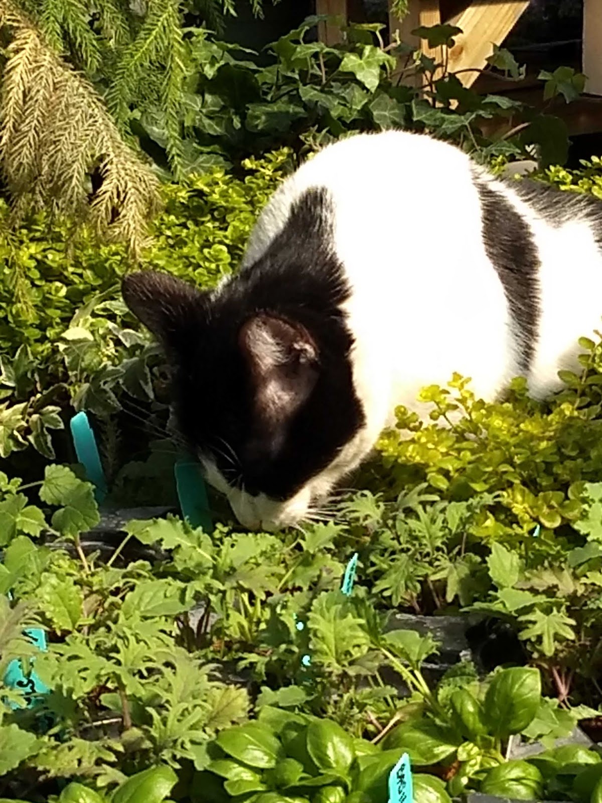 Cats in Gardens: Garden Patch