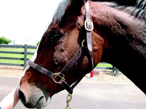 CABALLOS, YEGUAS Y POTROS: ALERGIAS EN LA PIEL DEL CABALLO
