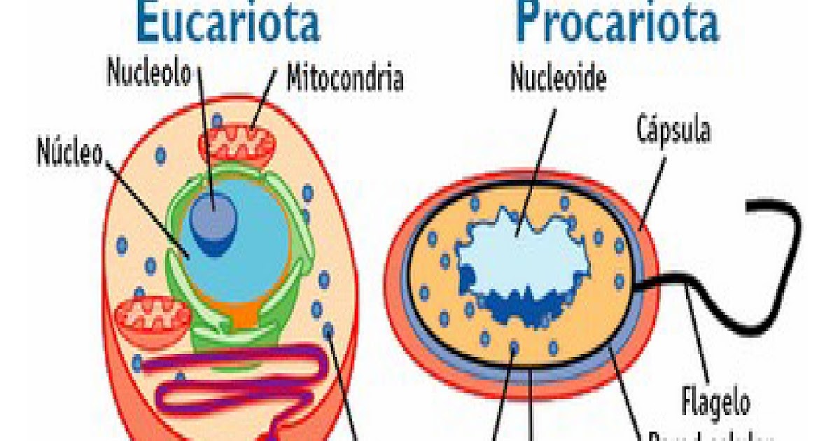 Diferencia entre célula eucariota y procariota