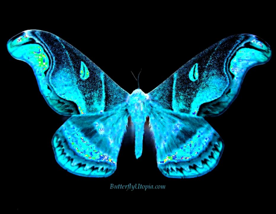 Free Butterfly Wallpaper Wallpapers Backgrounds Desktop