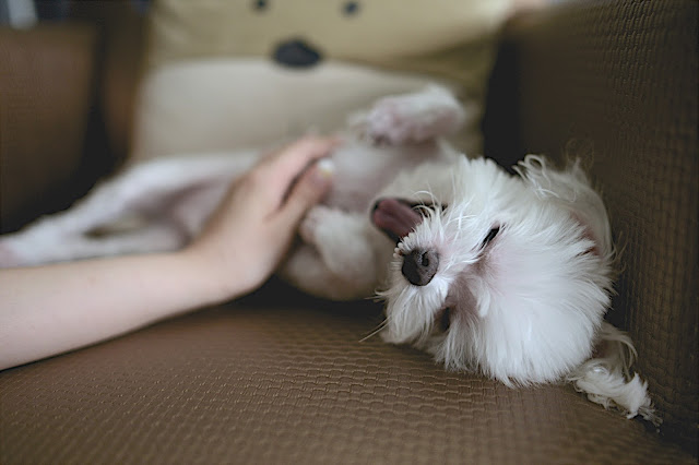 how to play with you pet Pets%2BAbs%2B1 - How to Train Your Puppy Not To Bite
