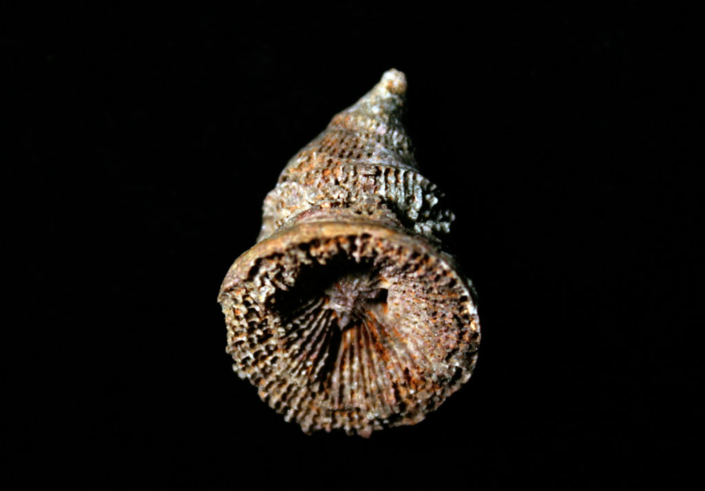 Louisville Fossils and Beyond Heliophyllum Horn Coral