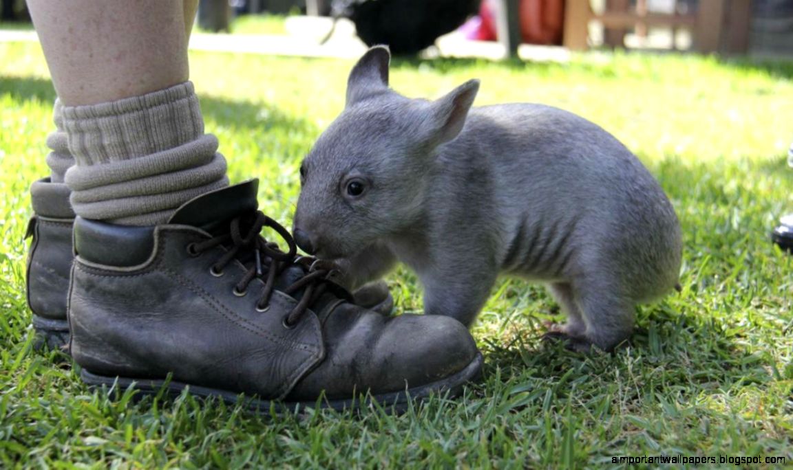 Baby Wombat Hd Wallpapers Important Wallpapers Images, Photos, Reviews