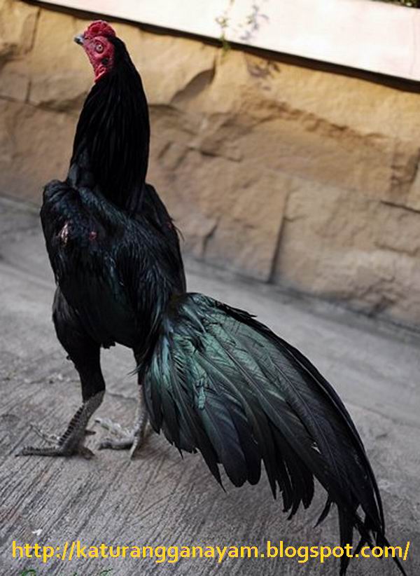 KATURANGGAN AYAM: NAMA-NAMA WARNA UTAMA BULU AYAM ADUAN