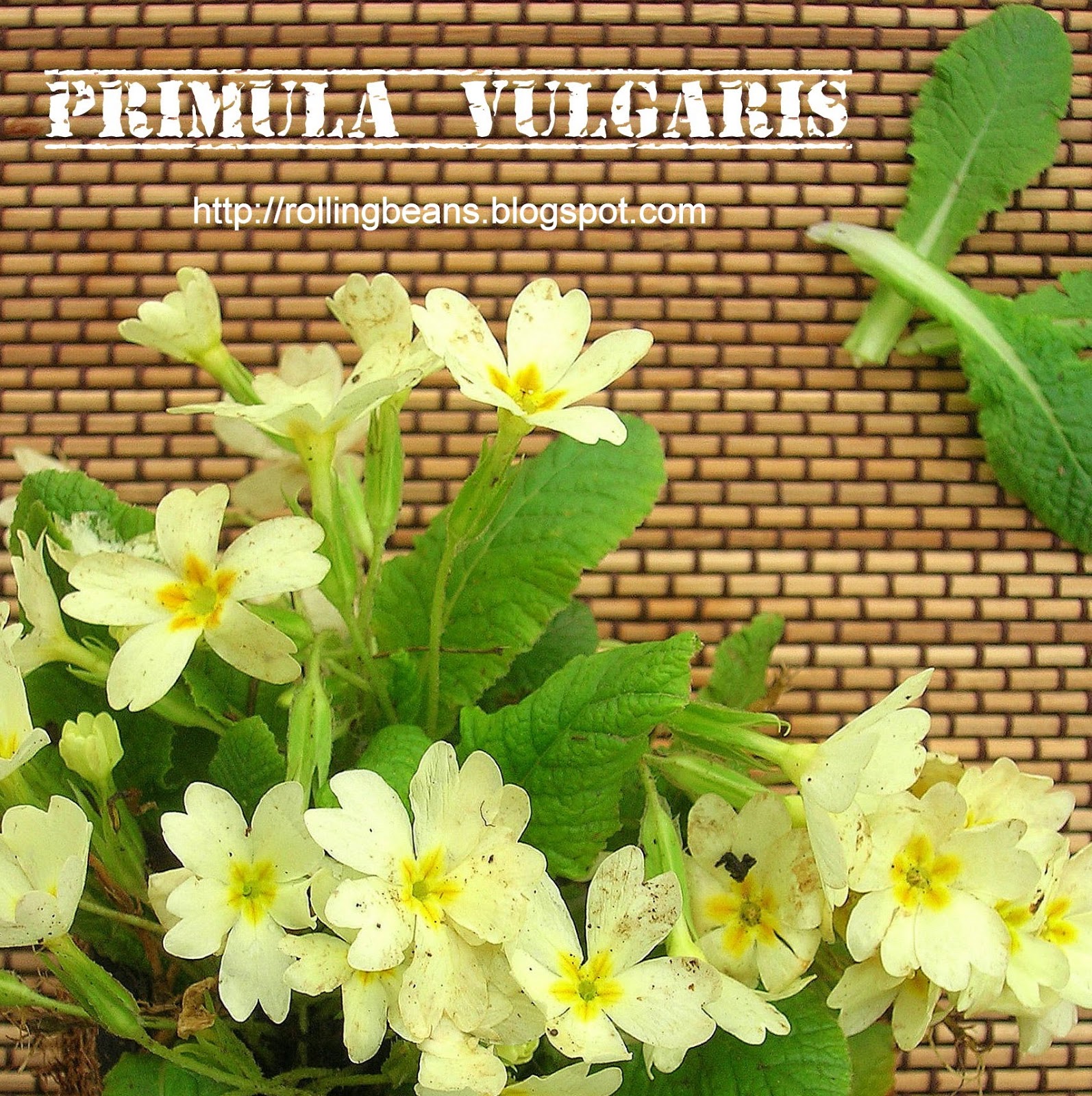 erbe commestibili: primula vulgaris