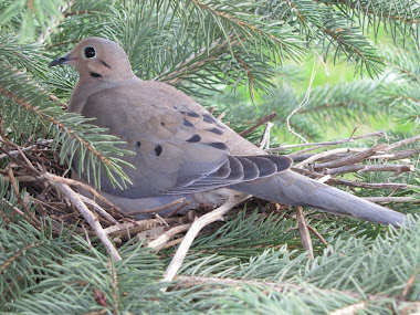 Mourning Dove on Nest