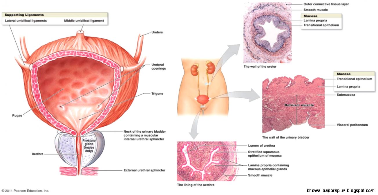 The Urinary System